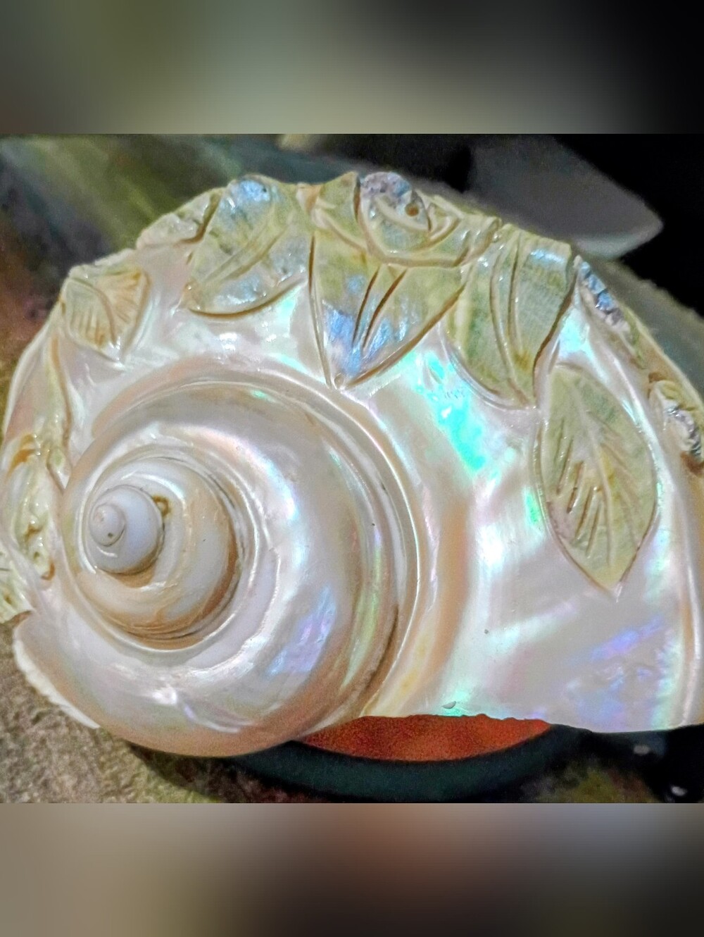 Carved Mother Of Pearl Sea Snail Shell Rare & GORGEOUS